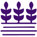 Premium A2 dairy organic chocolate chip cookie with a purple background.