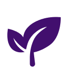 Premium A2 dairy organic chocolate chip cookie with a purple background.