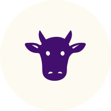 Premium A2 dairy